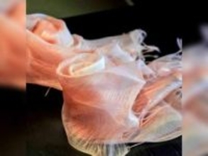 『御室桜染』世界文化遺産・仁和寺と異色の経歴を持つ染匠が生み出す、持続可能な“桜の色”とは...