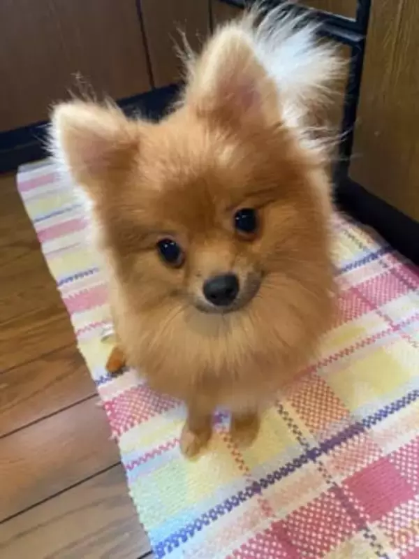 悪徳ブリーダー、身勝手な飼い主、人気の犬種が並ぶ裏側…命を救う保護団体から聞いた保護犬の現実