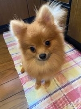 悪徳ブリーダー、身勝手な飼い主、人気の犬種が並ぶ裏側…命を救う保護団体から聞いた保護犬の現実