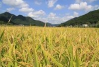 なぜ今？　学校給食で親しまれた米「どんとこい」が姿を消す理由 　次を見据えた選択　兵庫・三田