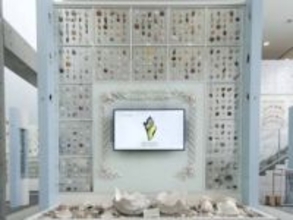 貝類好きにはたまらない？　“貝だらけ”の博物館が兵庫県西宮市に　地域の生態系を知る機会にも