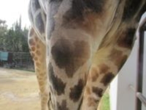 見つけたら幸せが訪れるかも!?　アミメキリンのカップルに「ハート模様」が！【姫路市立動物園】