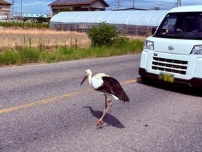 危ない！　ケガしてる特別天然記念物『コウノトリ』が道路をヨロヨロ渡ろうと...←見守るおっちゃん