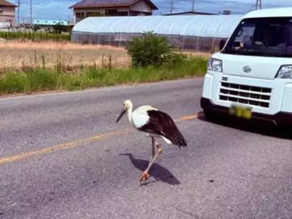 危ない！　ケガしてる特別天然記念物『コウノトリ』が道路をヨロヨロ渡ろうと...←見守るおっちゃん