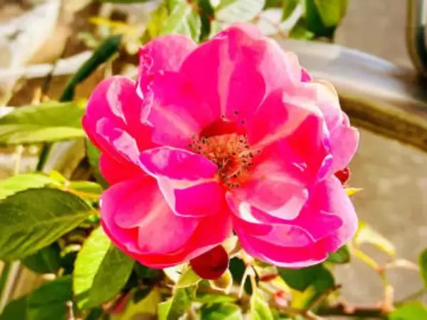 【なんで？】極寒の1月に咲いたピンクのバラの花←異常気象、それとも突然変異!?