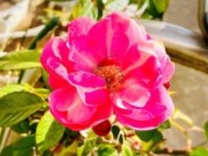 【なんで？】極寒の1月に咲いたピンクのバラの花←異常気象、それとも突然変異!?