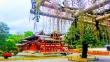 世界文化遺産・平等院 過去最速ペースで藤が咲き始め、ツツジとのコラボ「優しさと香りを求めて」