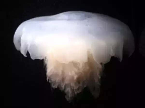 「意外と大きい」「触手がそうめんぽい」　初公開のユウレイクラゲに感想続々　神戸須磨シーワールド