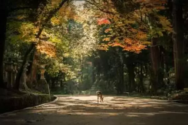 現代に息づく万葉集の世界を表現　最優秀は横浜市15歳、優秀に神戸市77歳　奈良大の写真コンテスト