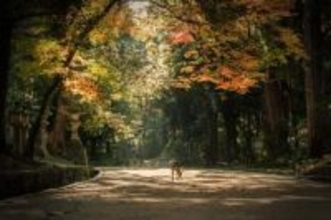 現代に息づく万葉集の世界を表現　最優秀は横浜市15歳、優秀に神戸市77歳　奈良大の写真コンテスト