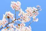 「意外に少ない昭和の“桜ソング”　戦中・戦後は軍国イメージも…ポップスにおける桜のイメージの変遷」の画像1