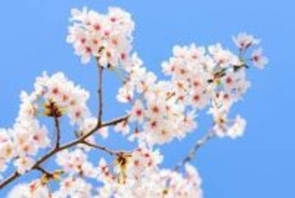 意外に少ない昭和の“桜ソング”　戦中・戦後は軍国イメージも…ポップスにおける桜のイメージの変遷