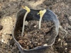 スーパーで買った『もやし』を土に植えて育ててみたら←こんなに大きくなりました　花が咲き〜種を収穫