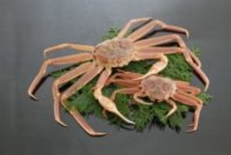 【鳥取県】冬の味覚「松葉ガニ」漁解禁で港や市場にぎわい見せる　期間限定で味わえる「親ガニ」も人気