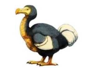 モーリシャス島の絶滅動物「ドードー」　再生プロジェクトに賛否両論　なぜ？　現地の思いを識者が解説