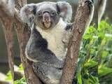 「全国7施設でしか見られない？絶滅危惧動物「コアラ」　兵庫・神戸の王子動物園では繁殖進める取り組み」の画像1