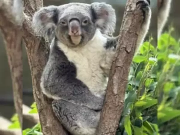 全国7施設でしか見られない？絶滅危惧動物「コアラ」　兵庫・神戸の王子動物園では繁殖進める取り組み