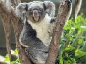 全国7施設でしか見られない？絶滅危惧動物「コアラ」　兵庫・神戸の王子動物園では繁殖進める取り組み