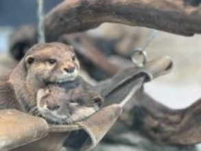人気のコツメカワウソが“ひょっこり”　神戸「アトア」5周年で限定記念チケット販売