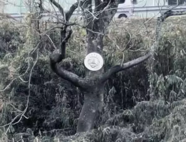 「顔のような」「化身のような」木に取り付けらた丸いオブジェ？いったい誰が、何のために…調べてみた
