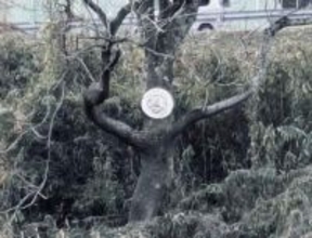 「顔のような」「化身のような」木に取り付けらた丸いオブジェ？いったい誰が、何のために…調べてみた