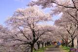 「「日本さくら名所100選」の桜に名物グルメ…　島根県雲南市で出会う“春のお楽しみ”いろいろ」の画像1