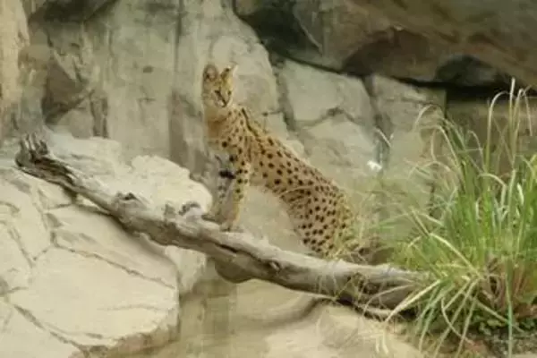 驚異のジャンプ力の持ち主　ネコ科「サーバル」が屋外へお引越し　神戸どうぶつ王国