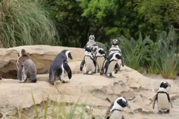 神戸どうぶつ王国、ケープペンギン約50羽の展示場を刷新「かわいいだけじゃない姿を」　4・24から