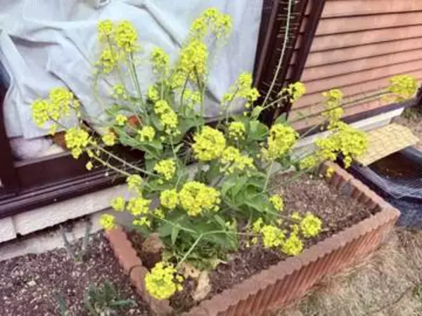 ごめん！　『白菜』ほったらかしてたら…こうなってもうた←てことは、いつも食べてるのって成長途中？