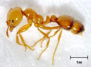 神戸・ポートアイランドでコガネヒアリ国内初確認　約2万匹、女王20匹など　神戸市が根絶へ防除