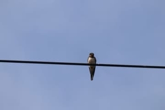 電線に止まる鳥　←なぜ感電しない？「電線への触れ方がポイント」「人間は確実に感電する」と大学教授