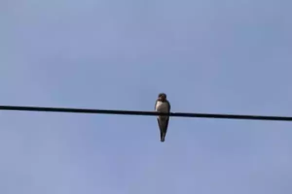 電線に止まる鳥　←なぜ感電しない？「電線への触れ方がポイント」「人間は確実に感電する」と大学教授