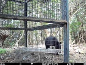 神戸市内の山林でクマ確認　センサーカメラに成獣とみられる映像　市が注意呼びかけ