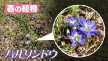 晴れると開く春の花　ハルリンドウ