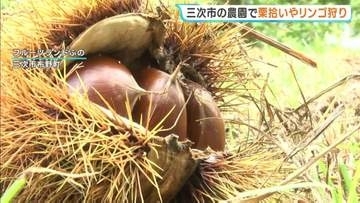 「楽しいけど、腰が痛い(笑)」秋の味覚「みいつけた」　栗拾いやリンゴ狩りシーズン始まる　観光農園では家族連れらでにぎわう　広島・三次