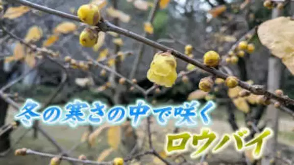 冬の寒さの中で咲くロウバイ　猛暑影響で見頃に遅れも