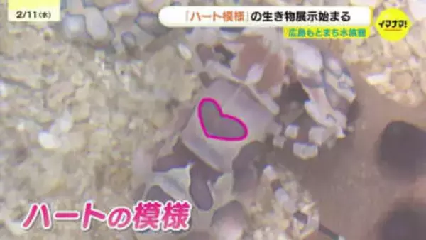 バレンタインにぴったり、ハート模様のフリソデエビ　企画展示　限定の"魚"朱印販売も　広島もとまち水族館