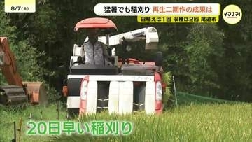 猛暑なのに早くも稲刈り　田植えは１回で収穫は２回　コメの再生二期作の成果は　広島県尾道市