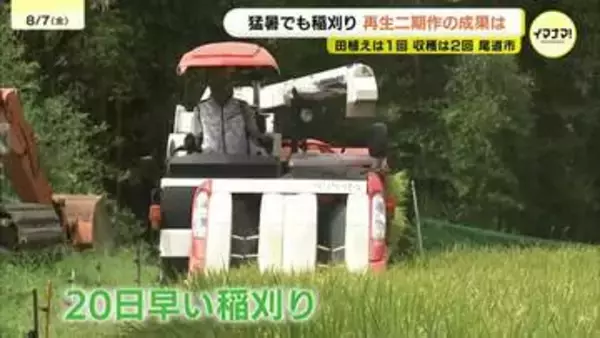 猛暑なのに早くも稲刈り　田植えは１回で収穫は２回　コメの再生二期作の成果は　広島県尾道市