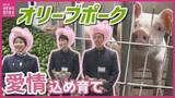 「農業高校と企業のコラボメニュー「オリーブポークシチュー」お披露目　“オリーブの島”の廃棄資源をエサに活用　豚肉の最高ランク「極上」の獲得も」の画像1