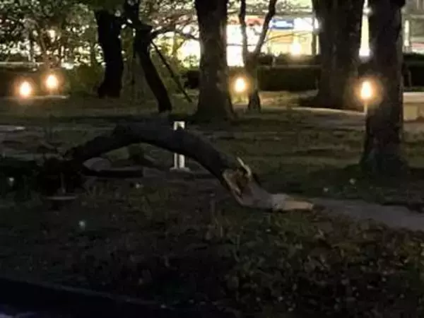 広島県庁前のけやきが倒れる　強風の影響か　けが人はなし　県南部では朝から強風注意報が発表