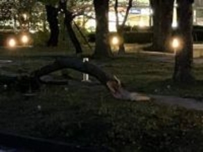 広島県庁前のけやきが倒れる　強風の影響か　けが人はなし　県南部では朝から強風注意報が発表