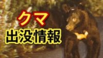 北広島町で子グマ捕獲、近くに親グマ潜伏か　「親子連れ」目撃情報もあり町が厳戒態勢、外出に注意呼びかけ　広島県