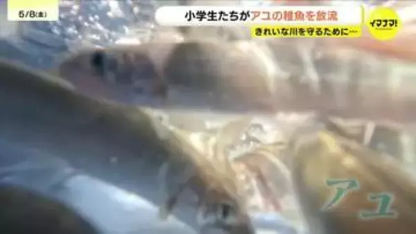 「元気に泳いで」小学生がアユの稚魚600匹を放流　1975年から続く伝統　川を愛する心を育む　広島