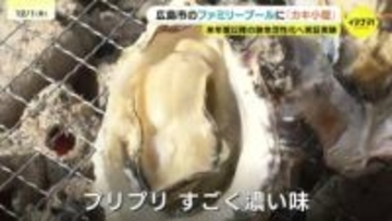 「プリプリで濃い味」 ファミリープールにカキ小屋オープン　カキ大量死が心配される中「例年通りの出来」 活性化策探る実証実験で