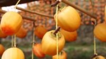 集落にオレンジ色の“カーテン”「とても甘くおいしい」広島・尾道市で特産の干し柿づくりが最盛期