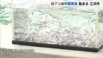 5月の解禁へ！広島・江の川漁協で稚アユの中間育成が本格化　3月の放流目指し「気を抜かずに」
