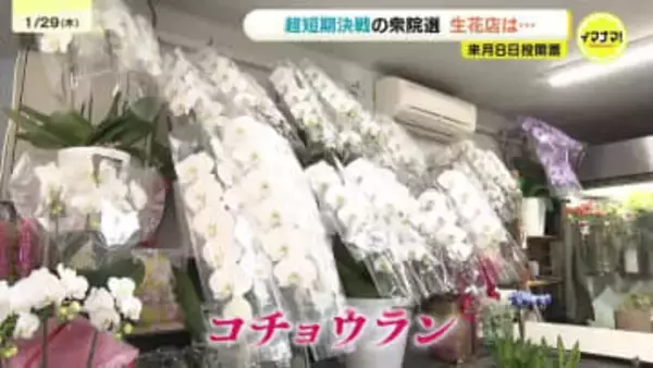 「超短期決戦」の衆院選　当選祝いのコチョウラン準備　企業献金問題でお祝い自粛の企業も