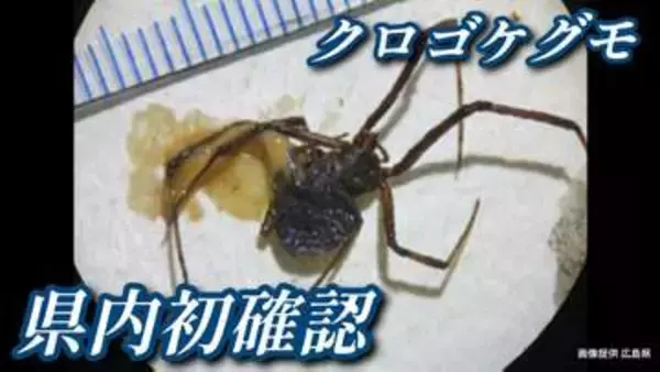 【速報】広島県内で初　クロゴケグモを福山港で確認　卵のうも