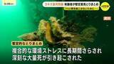 「「複合的な環境ストレスに長期間さらされ…」かきの大量へい死問題　広島県の有識者会議が暫定とりまとめ」の画像1